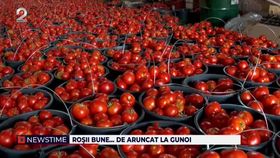 Fermierii români trăiesc o adevărată dramă! Cultivatorii aruncă tone de roșii în fiecare zi: „Suntem terminați”